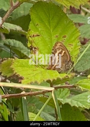 Gatekeeper (Pyronia tithonus), Insecta, Cornwall, UK Stock Photo
