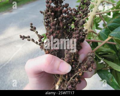 shining sumac (Rhus copallinum), Plantae, Windsor Forest, Savannah, GA, USA, Awww :( there must have been a giant one growing behind the appartments because they threw a bunch of branches out after chopping it down. I grabbed a stem and some dried berries, going to try and collect seeds and maybe clone it. This is one of the leaves from the pile. If the stem survives I'll add updated captive observations. Never tried cloning sumac before, though, and IDK how long it was sitting out in the sun, so cross your fingers... Stock Photo