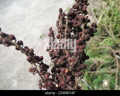 shining sumac (Rhus copallinum), Plantae, Windsor Forest, Savannah, GA, USA, Awww :( there must have been a giant one growing behind the appartments because they threw a bunch of branches out after chopping it down. I grabbed a stem and some dried berries, going to try and collect seeds and maybe clone it. This is one of the leaves from the pile. If the stem survives I'll add updated captive observations. Never tried cloning sumac before, though, and IDK how long it was sitting out in the sun, so cross your fingers... Stock Photo