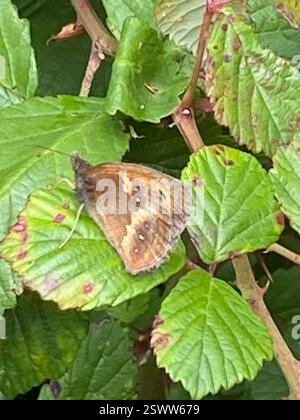 Gatekeeper (Pyronia tithonus), Insecta, Cornwall, UK Stock Photo