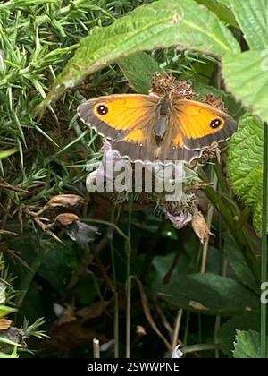 Gatekeeper (Pyronia tithonus), Insecta, Cornwall, UK Stock Photo