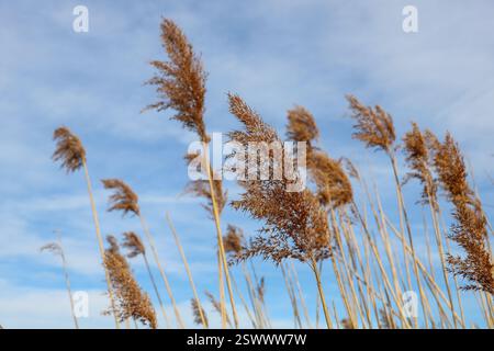 natural background with dry pampas grass against sky, copy space Stock Photo