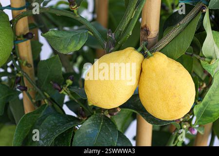 clos-up photo of two organic lemons on a tree branch and many buds Stock Photo