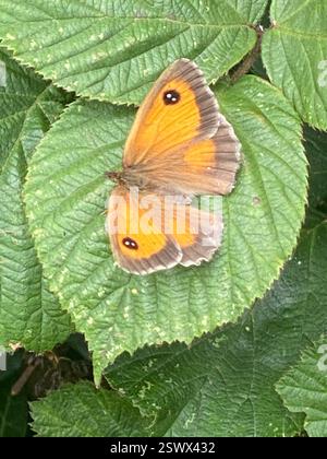 Gatekeeper (Pyronia tithonus), Insecta, Cornwall, UK Stock Photo