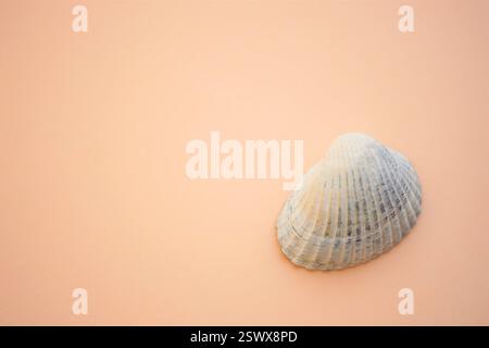 White grey seashell on a creamy beige table. Stock Photo