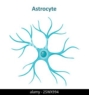 Astrocyte image, Neuroglia cell, Glial cell Stock Vector