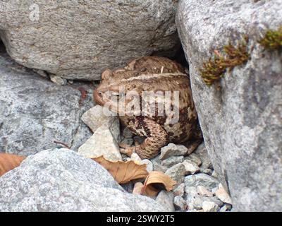 Western Toad (Anaxyrus boreas), Amphibia, Alberni-Clayoquot, BC, Canada, dry creek bed. Just chillin. Stock Photo