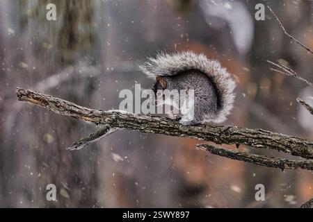 Small squirrel sitting on tree branch. Stock Photo