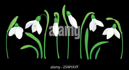 Snowdrops in a flat style on a transparent background. Vector illustration of the first spring flowers. White primroses, a set for festive decoration. Stock Vector