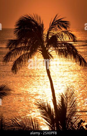 Palm tree is silhouetted against the ocean. The water is a deep blue color. The sky is orange and pink Stock Photo