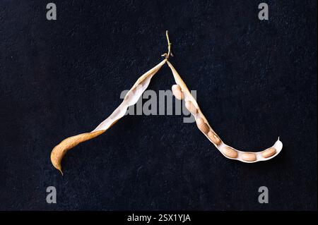 A bean pod that has been dried and split in two on black background Stock Photo