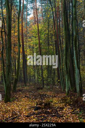 Pathway in a natural autumn misty morning forest with some slender trees. Stock Photo