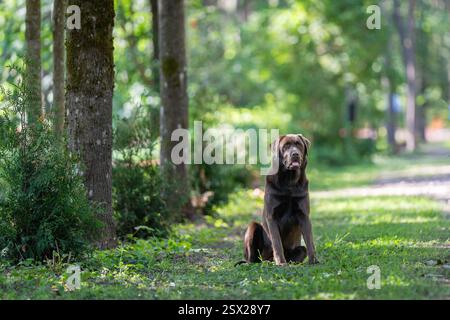Side view of full body chocolate labrador retriever sitting and looking ahead. Chocolate Labrador Retriever or simply Labrador siting next to the road. Stock Photo