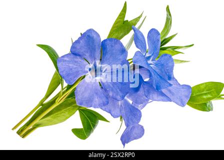 periwinkle flower isolated on white background Stock Photo