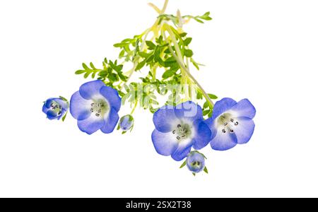Nemophila japan hi-res stock photography and images - Alamy
