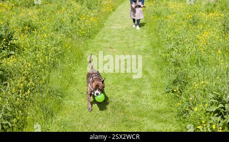 A woman walks her dog along a grassy path in a public park in the UK, surrounded by wildflowers and lush greenery. Stock Photo