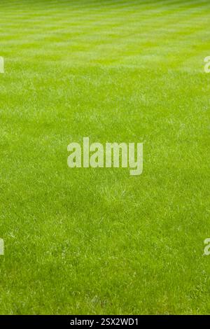 Close-up of a lush green, freshly mown and healthy looking lawn. Full frame background or texture Stock Photo