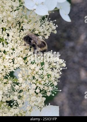 Common Eastern Bumble Bee (Bombus impatiens), Insecta, Ohio, US, Hydrangea arborescens cv. Stock Photo