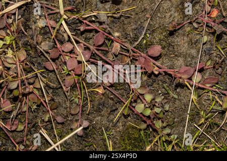creeping raspwort (Gonocarpus micranthus), Plantae, Kyeburn, New ...