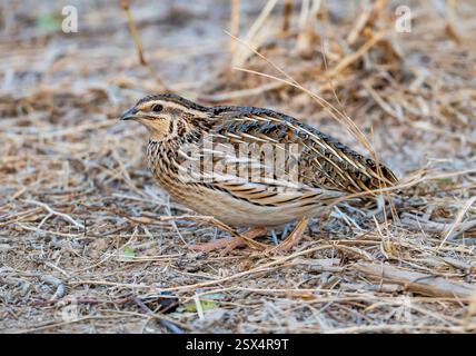A Common Quail (Coturnix coturnix) foraging in field. Rajasthan, India. Stock Photo