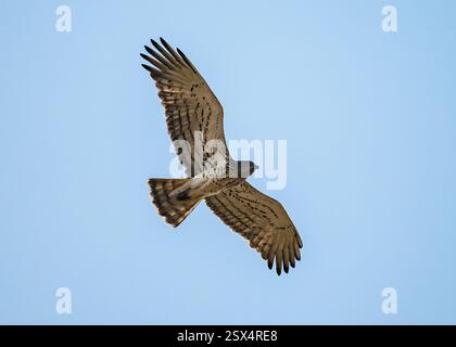 A Short-toed Snake-Eagle (Circaetus gallicus) flying over. Rajasthan, India. Stock Photo