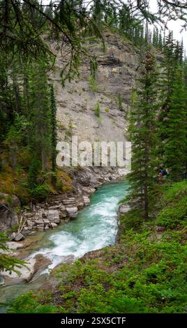 Maligne Canyon pine trees and rocks Stock Photo - Alamy
