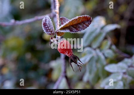 A red rose hip covered in frost. Stock Photo