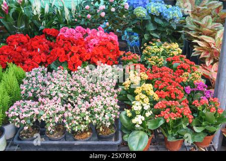 close-up shot of various potted flowering plants, including vibrant begonias and blooming Kalanchoe, arranged at a garden nursery Stock Photo