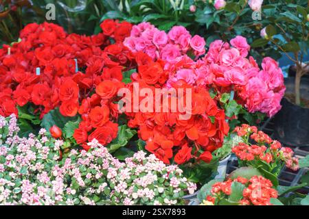 close-up shot of potted red and pink begonia flowers arranged at a plant nursery. Their lush, rose-like blooms and glossy green leaves create a striki Stock Photo