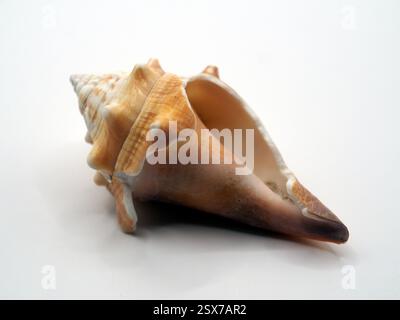 Close-up of the broken shell of a Florida fighting conch (strombus alatus) on white background. Stock Photo