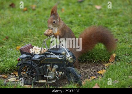 Squirrel holding nut in hands next to motorbike standing in green grass looking left Stock Photo