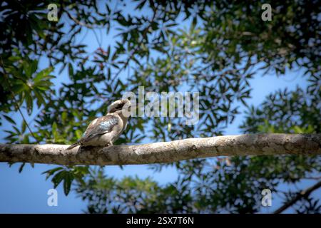 Kookaburra on a branch Stock Photo