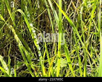 Closeup of wild grass  with dew drops on a sunny day. Stock Photo