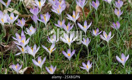 Purple and White Crocuses Blooming on a Grass-Covered Meadow in Springtime Stock Photo
