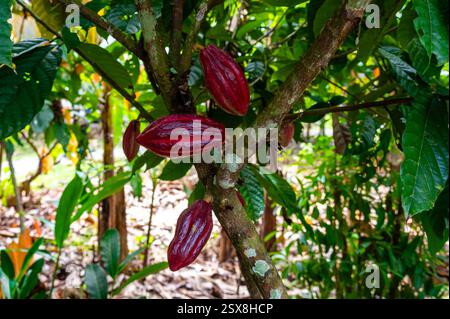A close up look at cacao pods ripening to red on cacao trees on a chocolate farm Stock Photo
