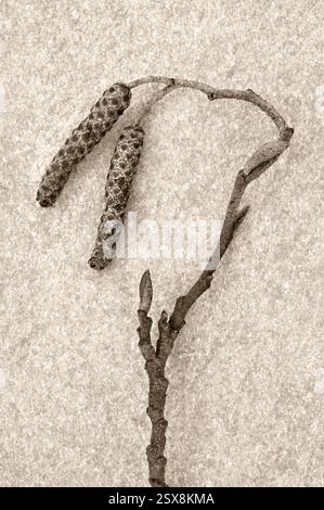 Sepia image of stem of Common alder tree with two immature closed male catkins lying on marble Stock Photo
