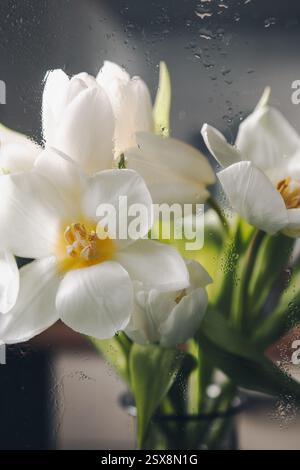 White tulips behind glass with drops of water on a dark background. Stock Photo