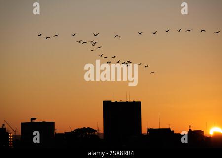 Silhouetted migrating birds fly in V formation on orange rays of light from the morning sun peaking its head up over a slumbering cityscape. Stock Photo