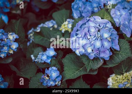 Colorful hydrangeas banner, close up. Purple blue hortensia flowers ion garden. Many Hydrangea macrophylla Blossom Stock Photo
