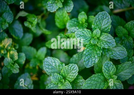 Fresh green leaves of mint, lemon balm, peppermint top view. Mint leaf texture. Mint leaves pattern spearmint herbs nature background Stock Photo
