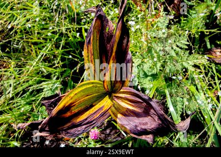 Withered gentian leaves (Gentiana lutea) lying among alpine grasses, symbolizing the quiet transition from vibrant life to autumnal decay Stock Photo