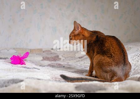 Abyssinian cat plays with toy Stock Photo