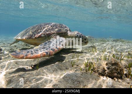 Sea turtle in shallow sea underwater Stock Photo