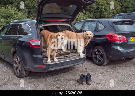 A pair of golden retrievers waiting in the boot of a car for their Sunday walk, Denbies Hillside, Surrey Hills, Surrey, UK. Stock Photo