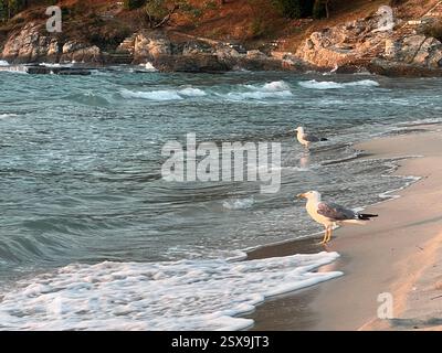 Seagulls standing on a sandy beach as ocean waves roll in, with rocky cliffs in the background, capturing a tranquil coastal scene. Stock Photo