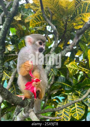 A squirrel monkey perched on a tree branch, holding a bright red hibiscus flower, surrounded by lush tropical foliage in its natural habitat. Stock Photo