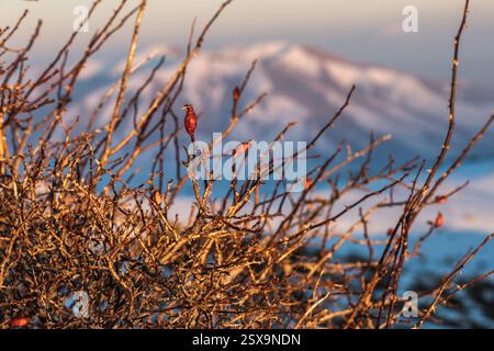 Dried wild rose hips on thorny branches illuminated by golden sunlight with a snow-covered mountain range in the background. Captured during sunset Stock Photo