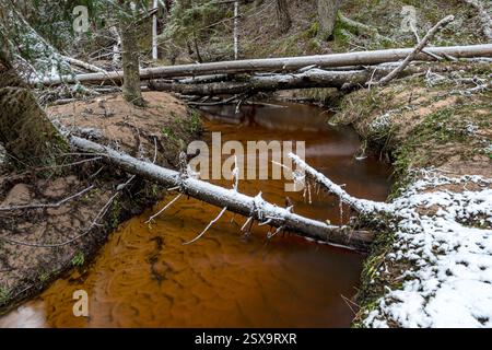 winter landscape with forest, magical snow-covered trees, small, wild river with many bends, many fallen trees over the river, Latvia Stock Photo
