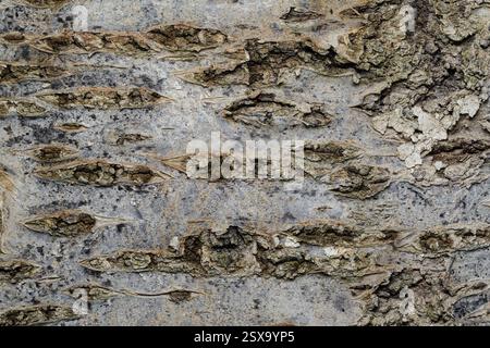 Brown bark of deciduous tree close-up. Macro photography Stock Photo