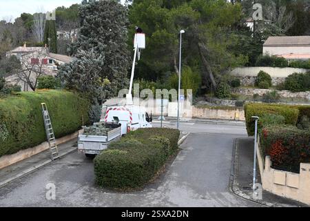 Professional Gardener, Tree Surgeon or Arborist Using Aerial Work Platform (AWP), or Bucket Truck to Lop, Trim or Cut Cypress Tree in Suburban Setting Stock Photo